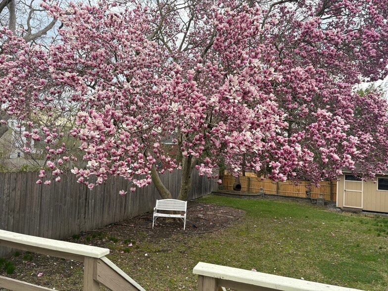 Magnificent Magnolia Tree - 24 Front St