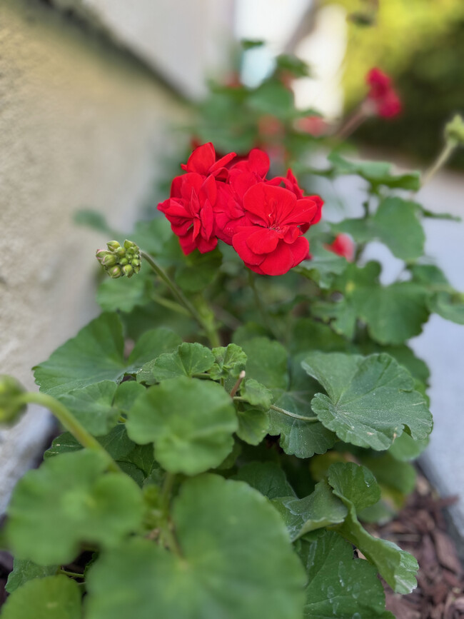 Private Garden area with flower beds - 285 S Sierra Madre Blvd