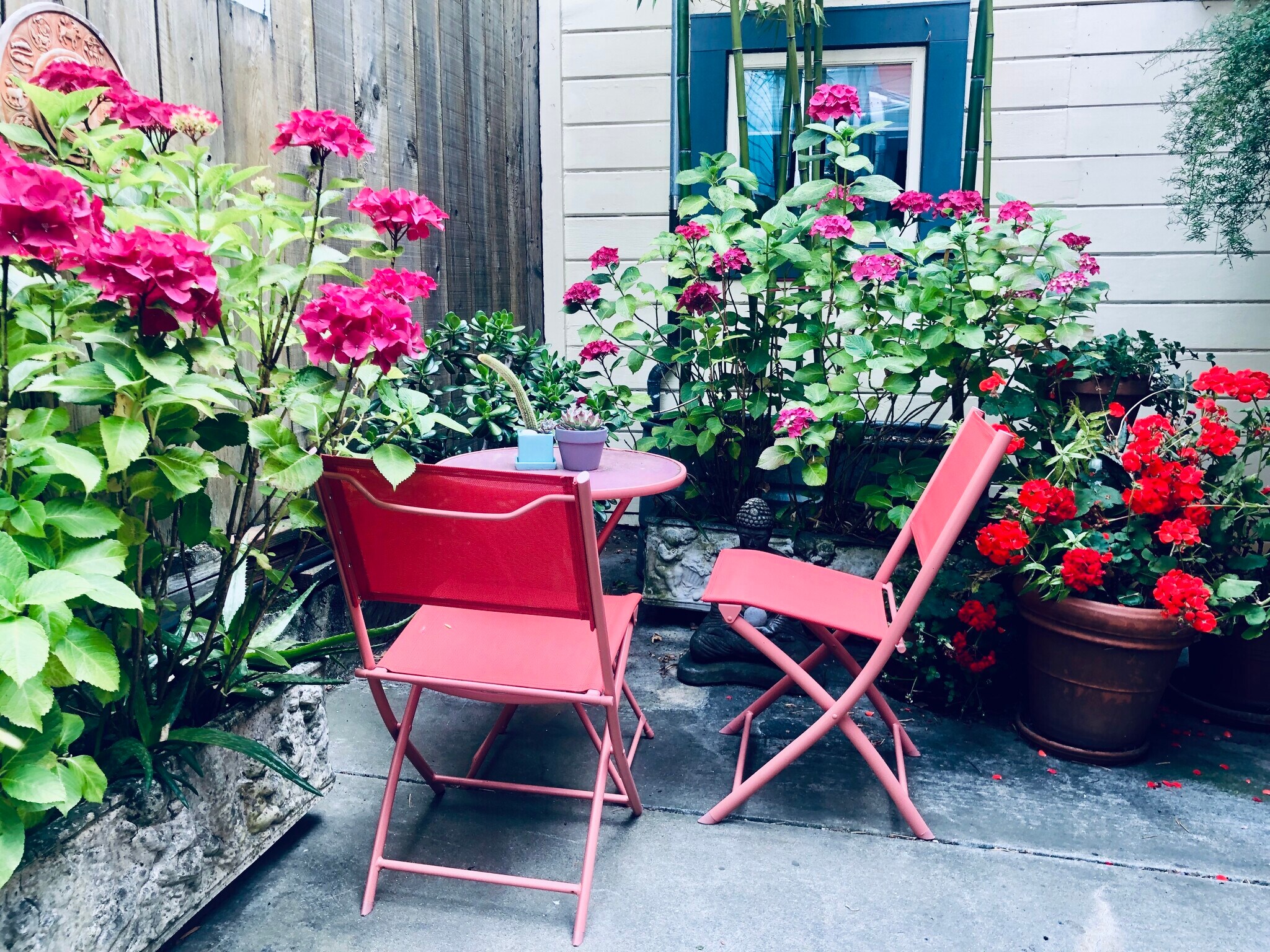 Gated peaceful private patio with bamboo, jade, succulents, hydrangeas, and geraniums - 328 Harriet St