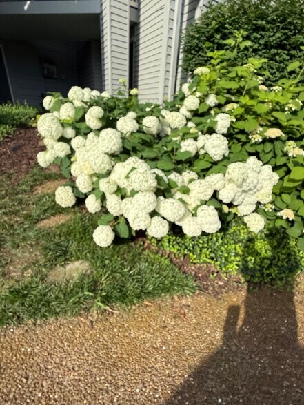 Beautiful flowers throughout - 226 Hillsboro Pl