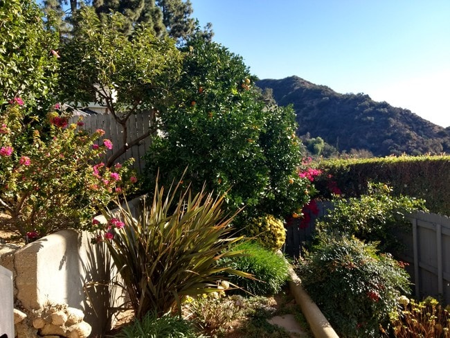 Terraced Garden Fruit Trees - 833 Skyland Dr