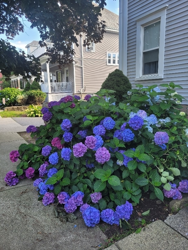 Building Photo - 107 Ash St