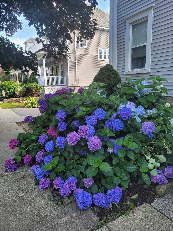 Building Photo - 107 Ash St