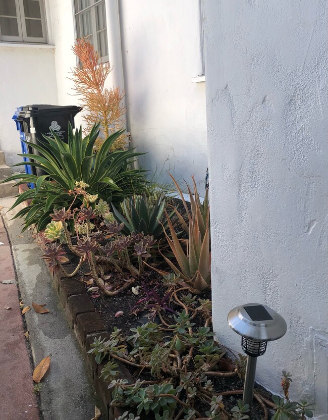 Back door Cactus garden - 1902 Comstock Ave