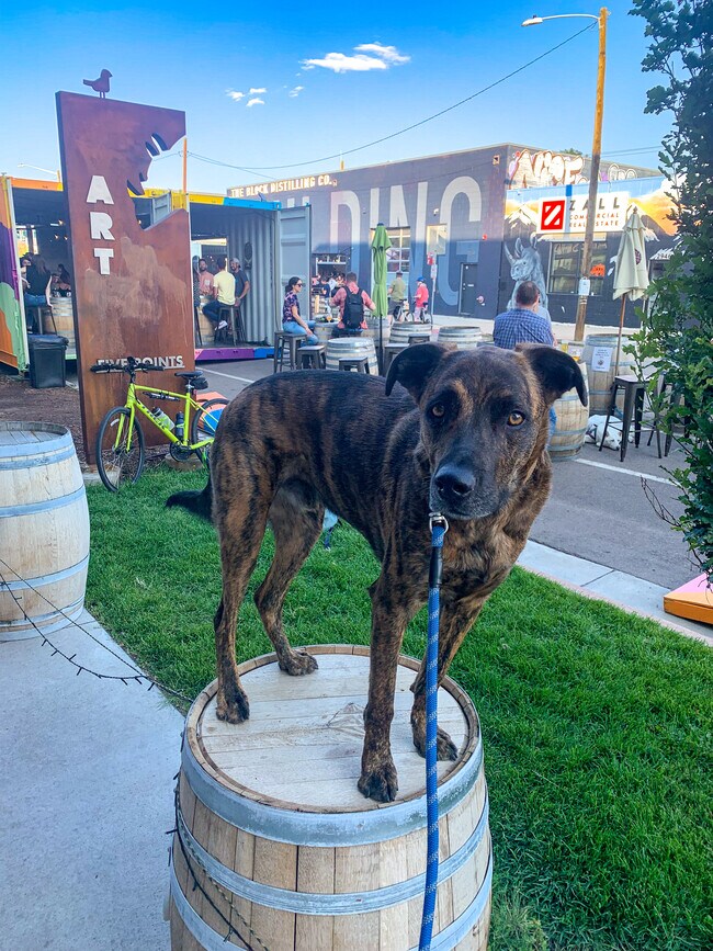 If you're a dog owner you'll love walking your pup through RiNo. And the Coors field overflow parkin - 3101 Blake St