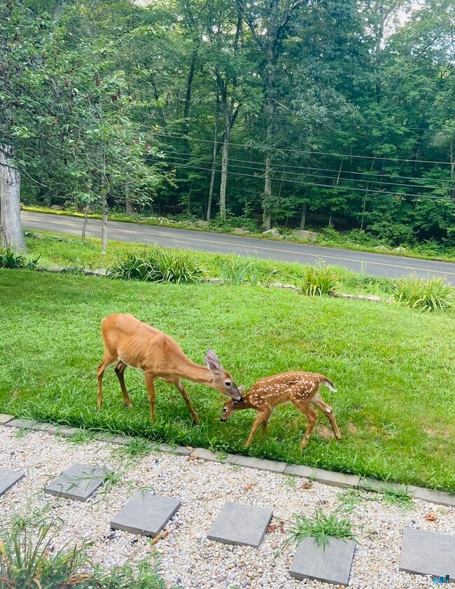 Building Photo - 237 Chestnut Hill Rd