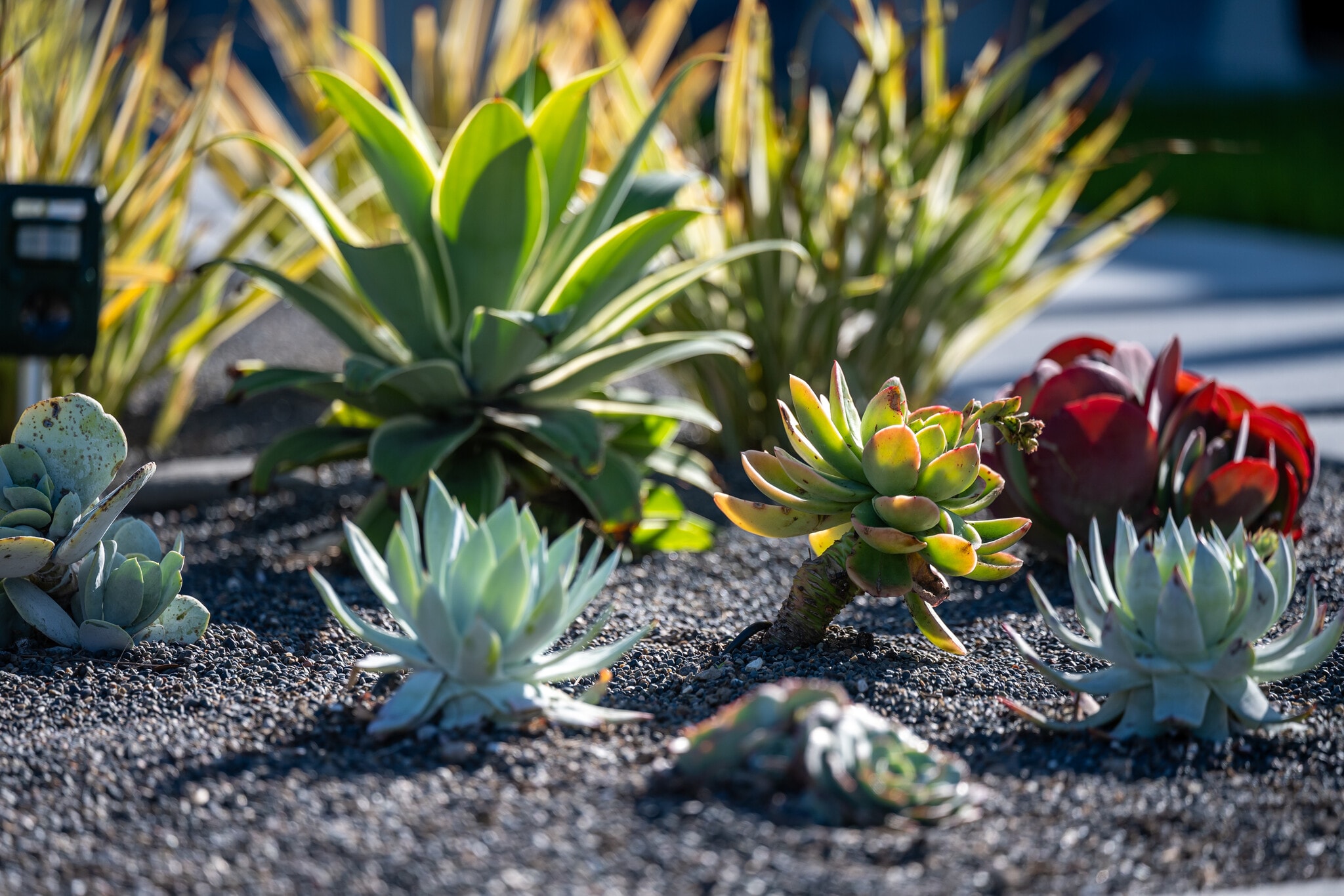 Oh hello little garden - 4746 W 159th St