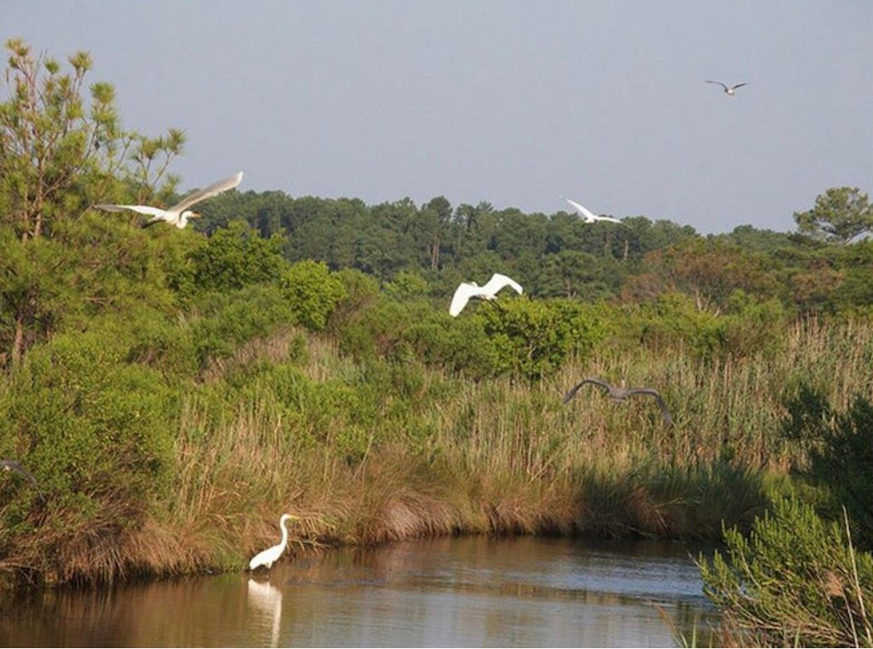 Building Photo - 462 Wind Mill Point Rd