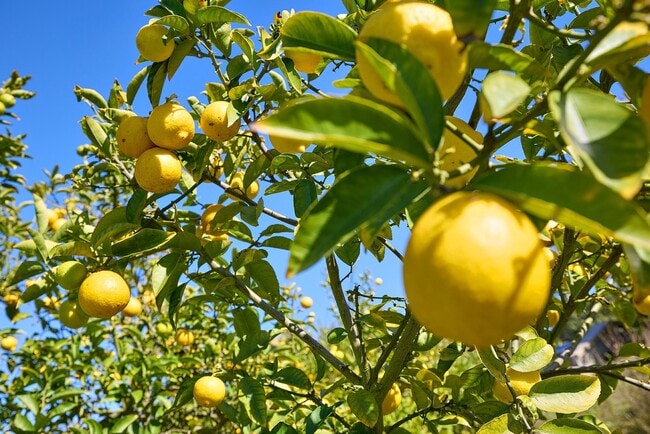 Building Photo - 4773-75 El Mirlo