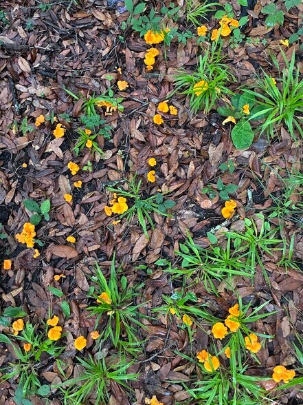 Edible (and delicious) Chantarelle mushrooms growing in the backyard - 1728 E Avalon Cir