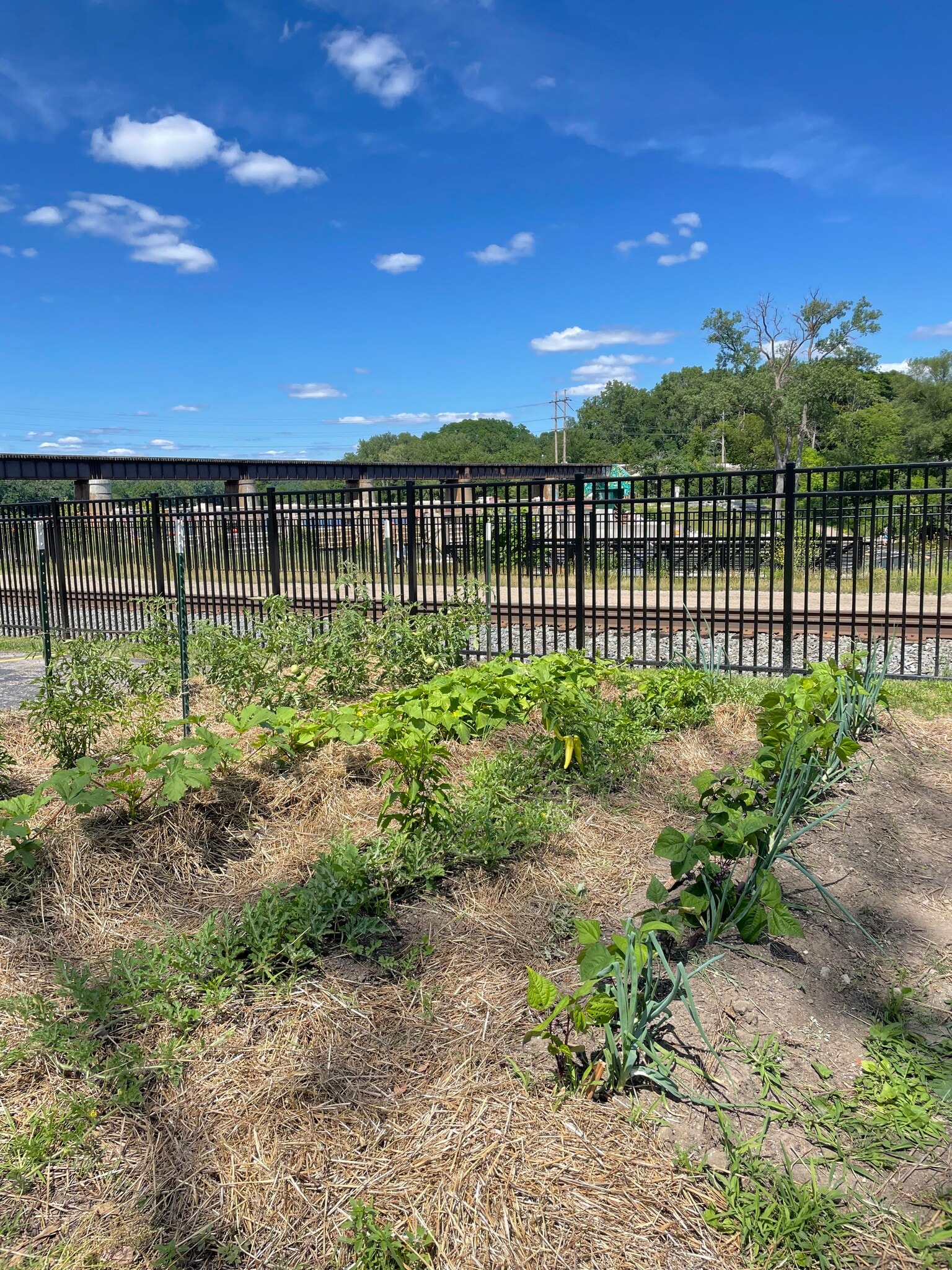 Grab vegetables from the shared garden - 918 N Main St
