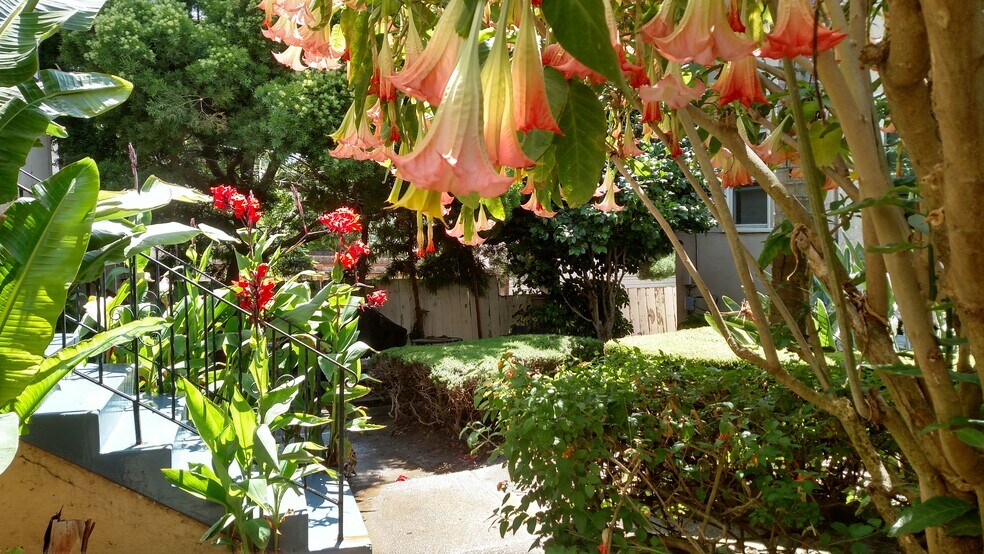 More flowers - 422 Capitol St