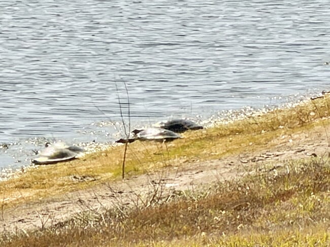 Building Photo - 2586 Sweet Viburnum Wy