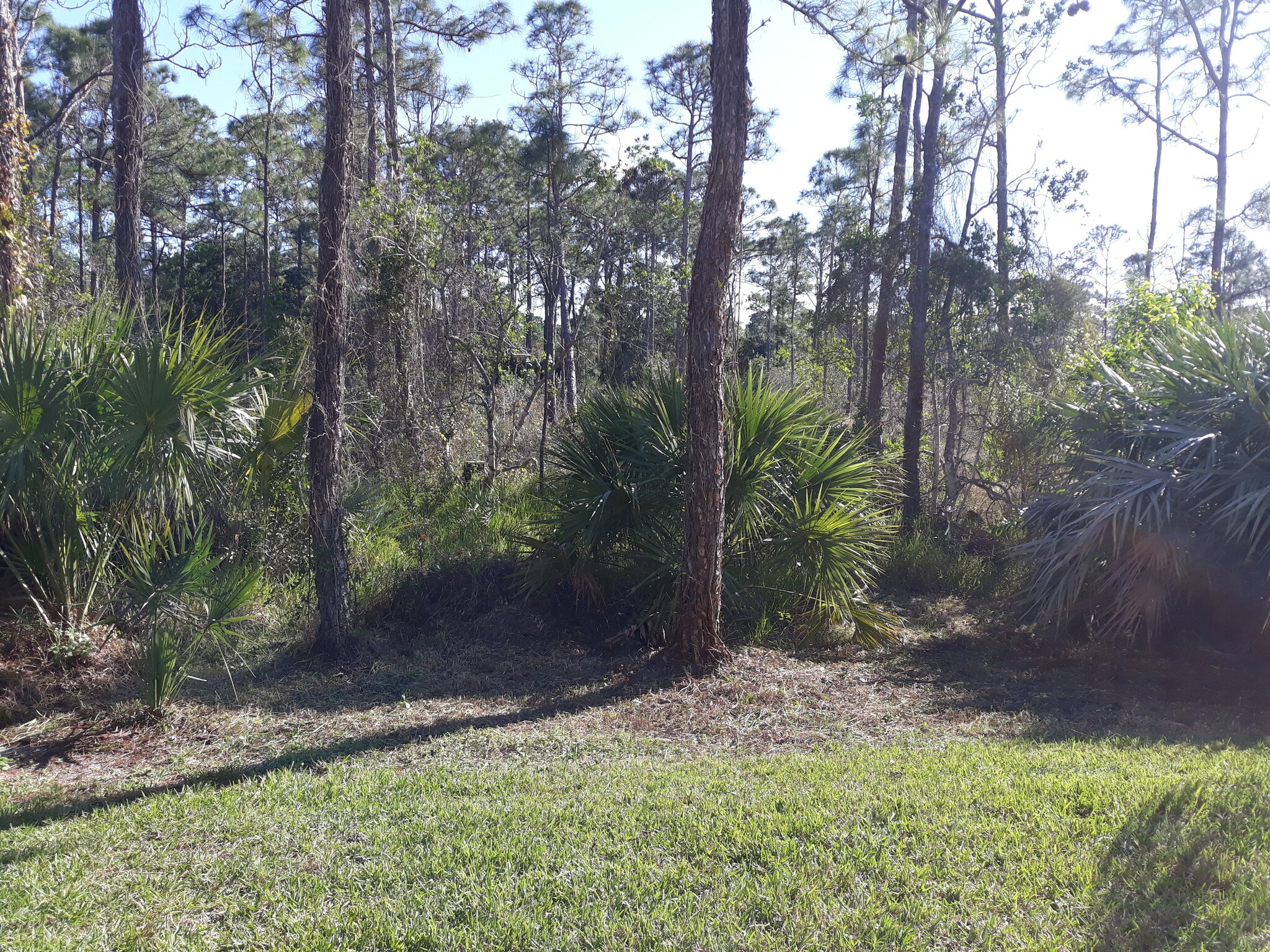 Preserve Backyard - 6078 SE Split Oak Trl