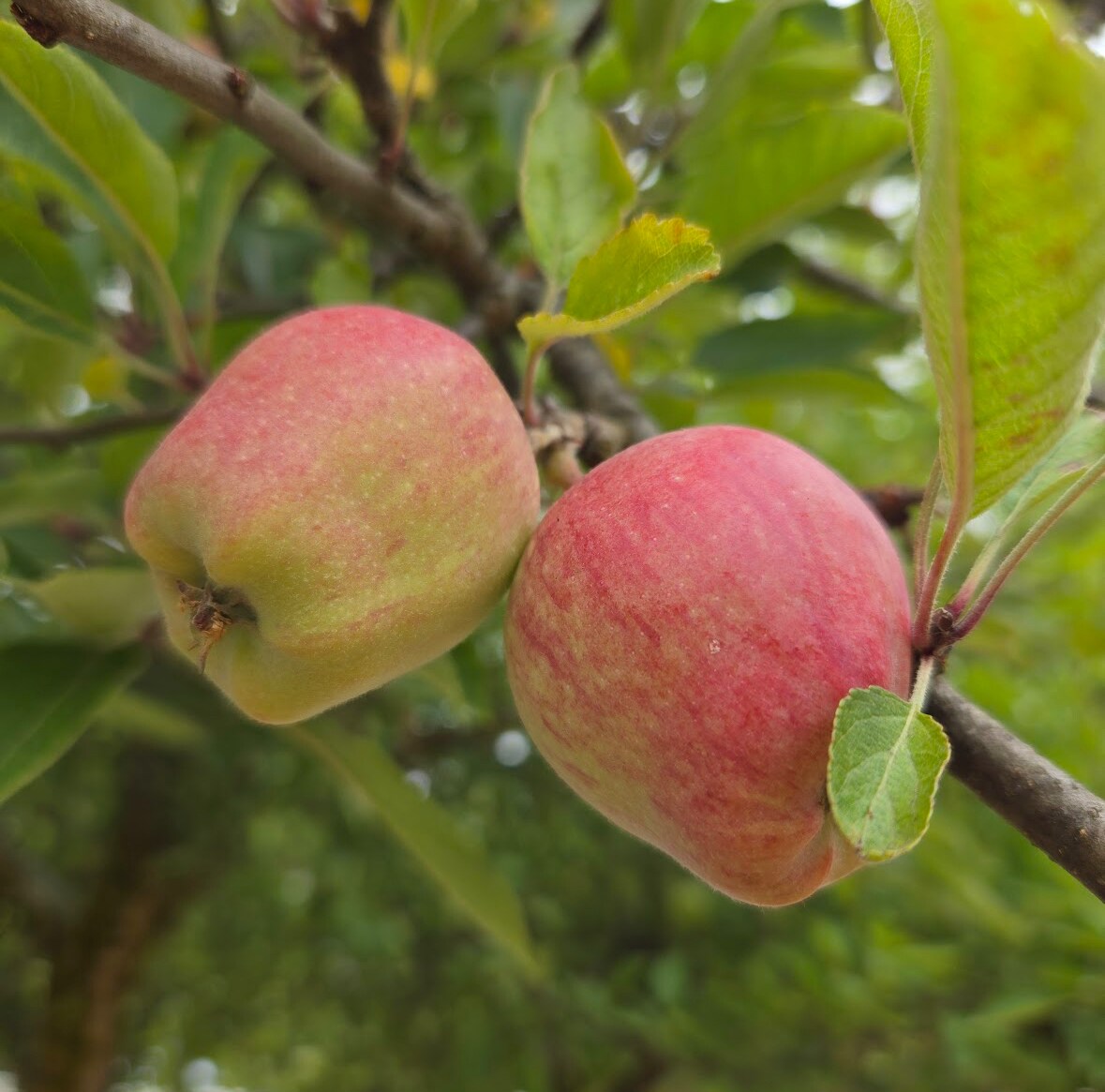 Building Photo - 2120 Laurel St