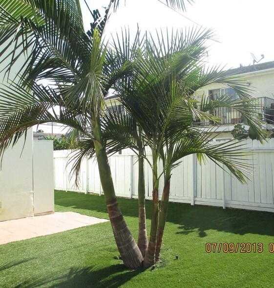 Back yard - 828 E 10th St