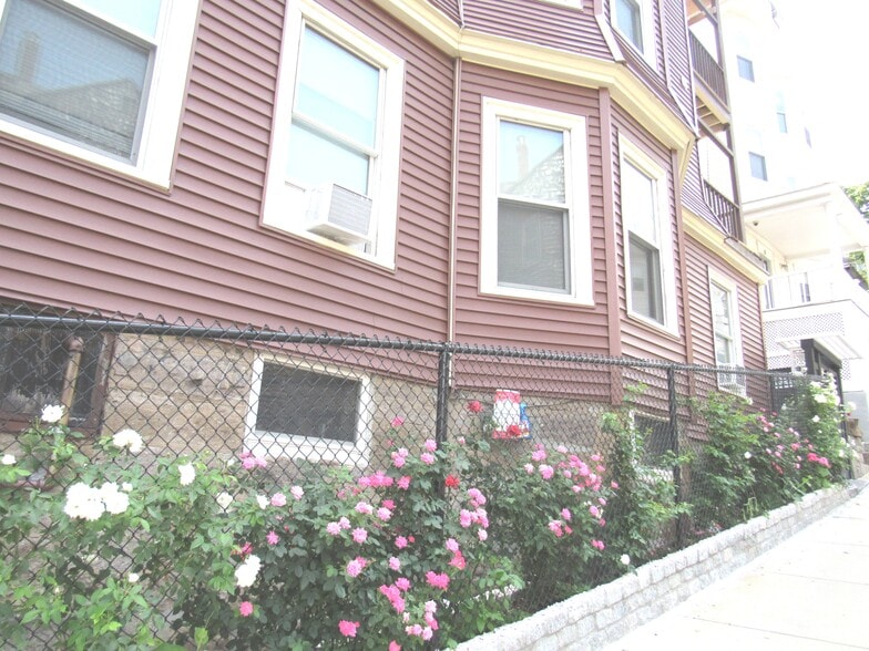 rose bushes - 188 Hillside St