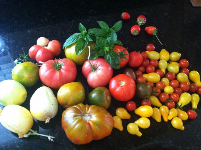 Harvest from raised garden beds - 228 Ranch Ln