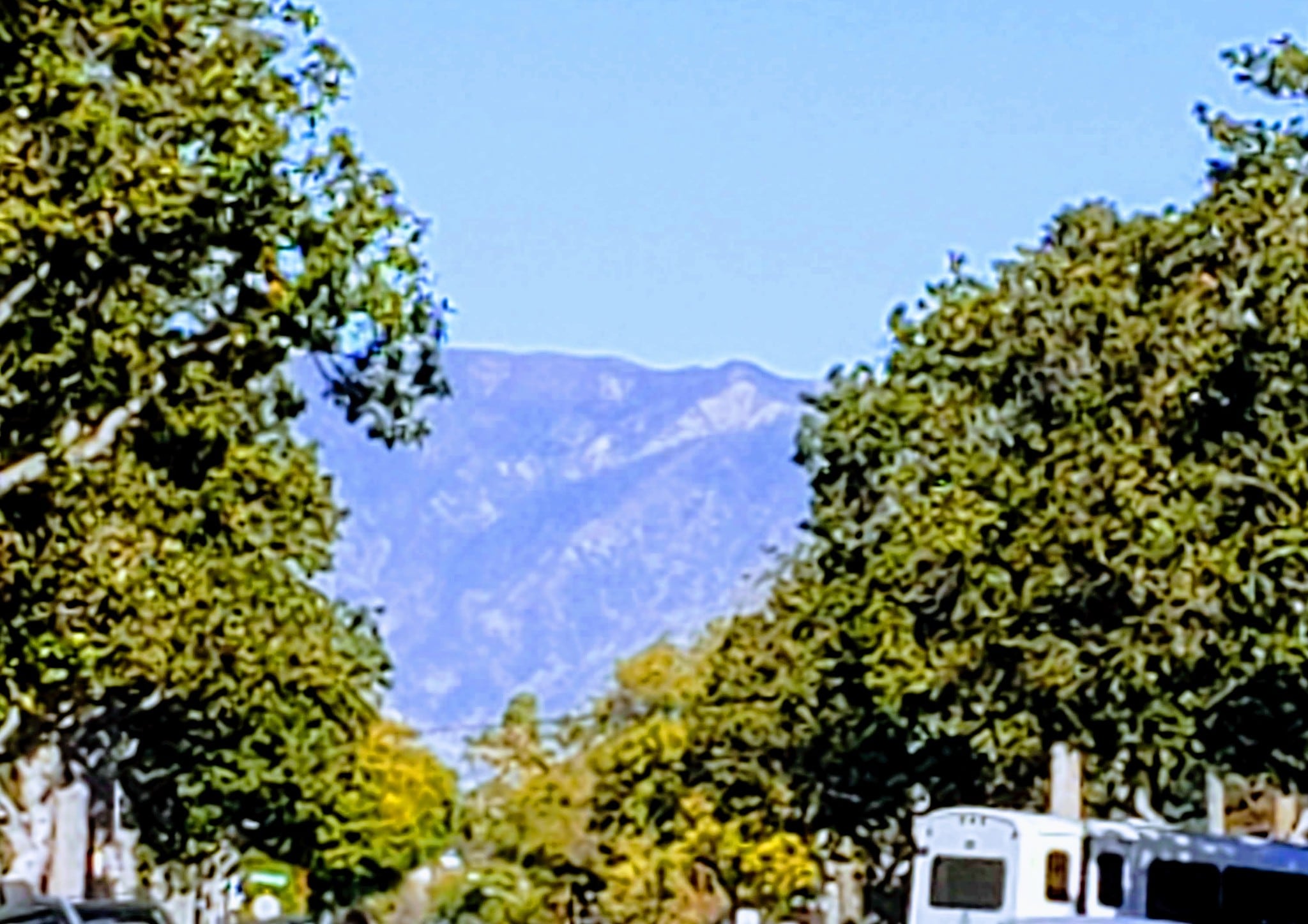 MTN VIEW / TREE LINED ST - 305 N Palm Ave