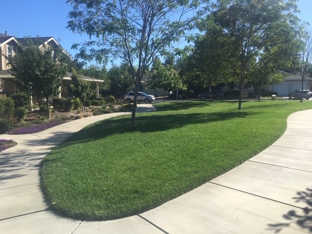 Greenbelt Common Area - 1119 Channing Way