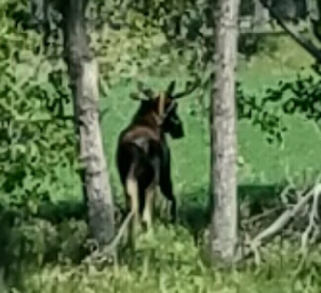 Moose in the backyard - 6700 Kingswood Rd