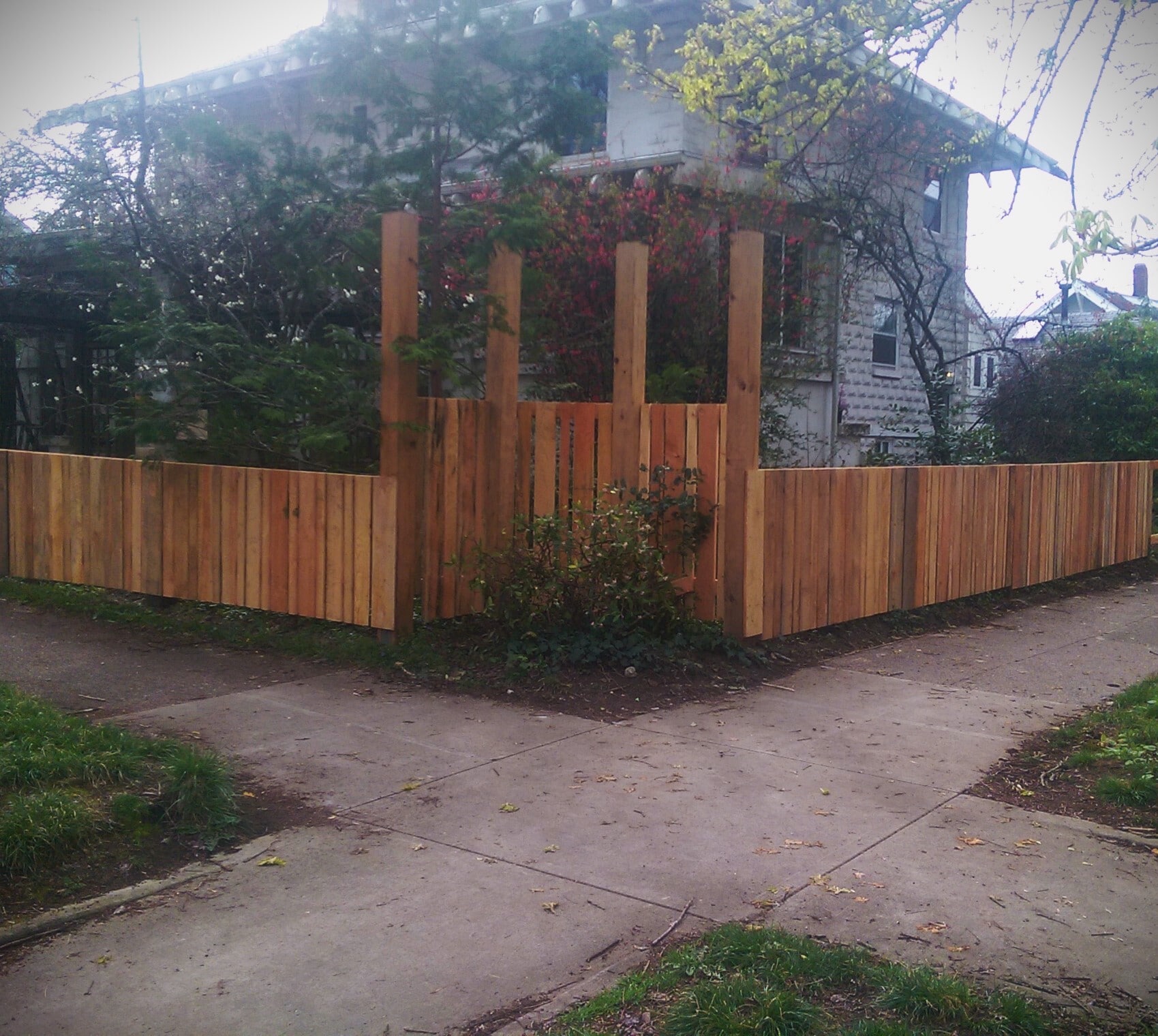 Spring Flowering Daphne at Sidewalk Intersection - 1833 NE 52nd Ave