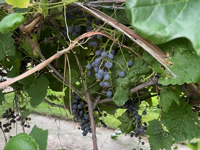 Mature Grape vine - 2025 S 200 W