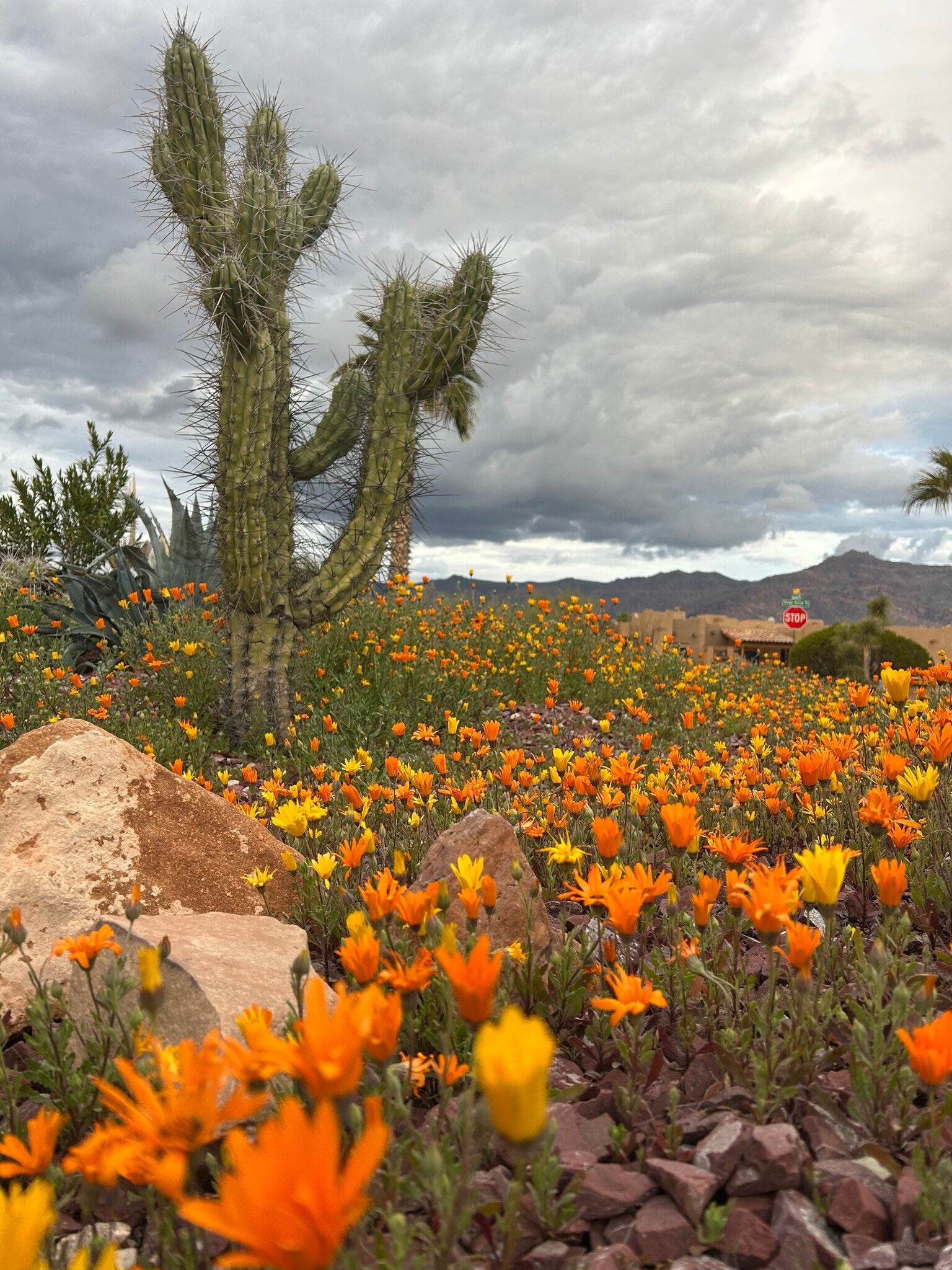 Building Photo - 10177 E La Palma Ave