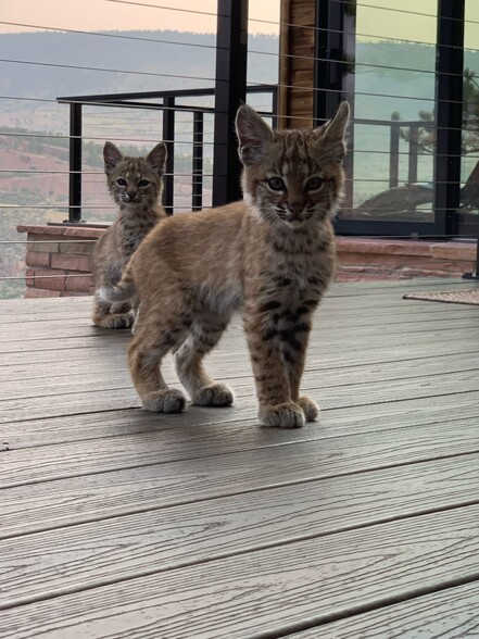 Curious baby wild bobcats - 600 Indian Lookout Rd