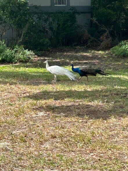 Peacocks in the front yard - 11936 W Waterway Dr