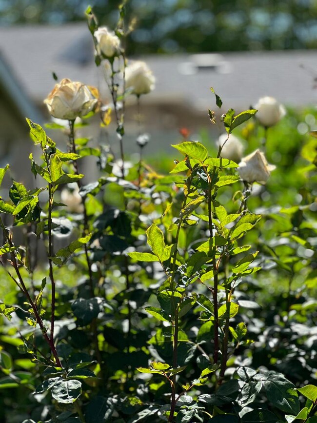 Building Photo - 327 Woodland Park