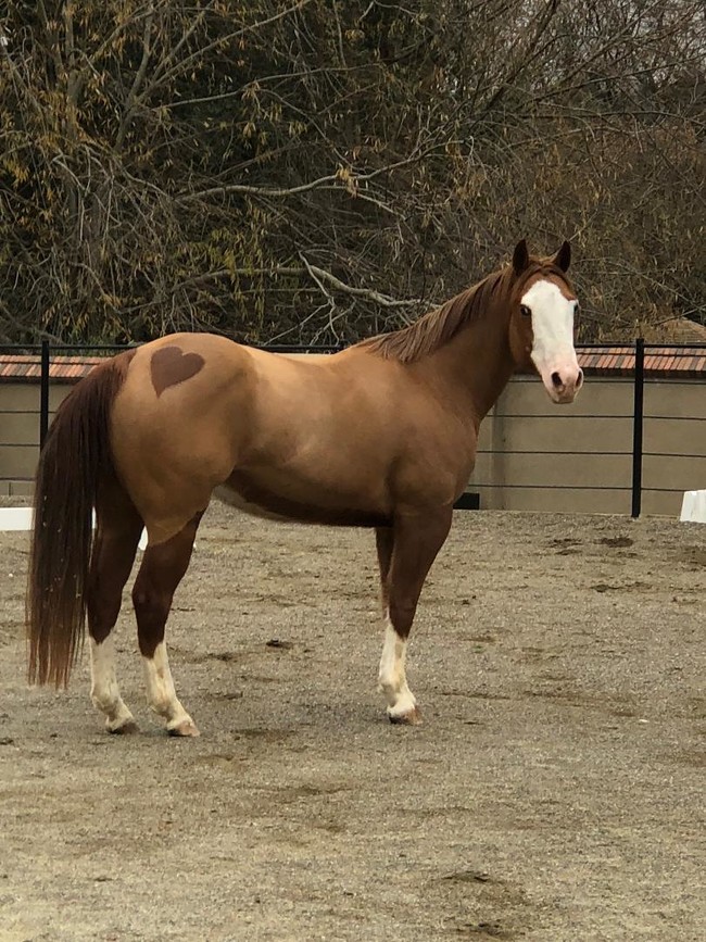 Robbie Therapy Horse - Book a Session ! - 25651 Palomares Rd