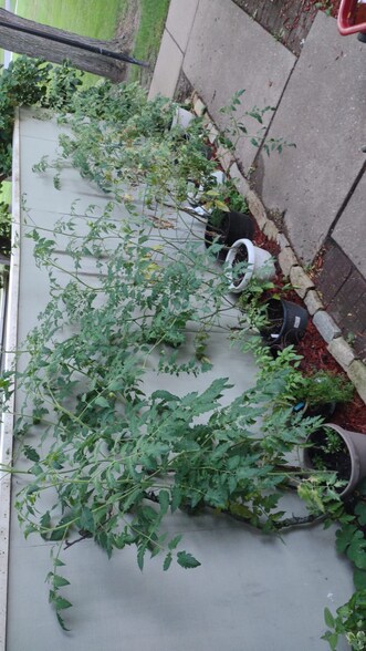 Container Gardening - 403 East Bluff