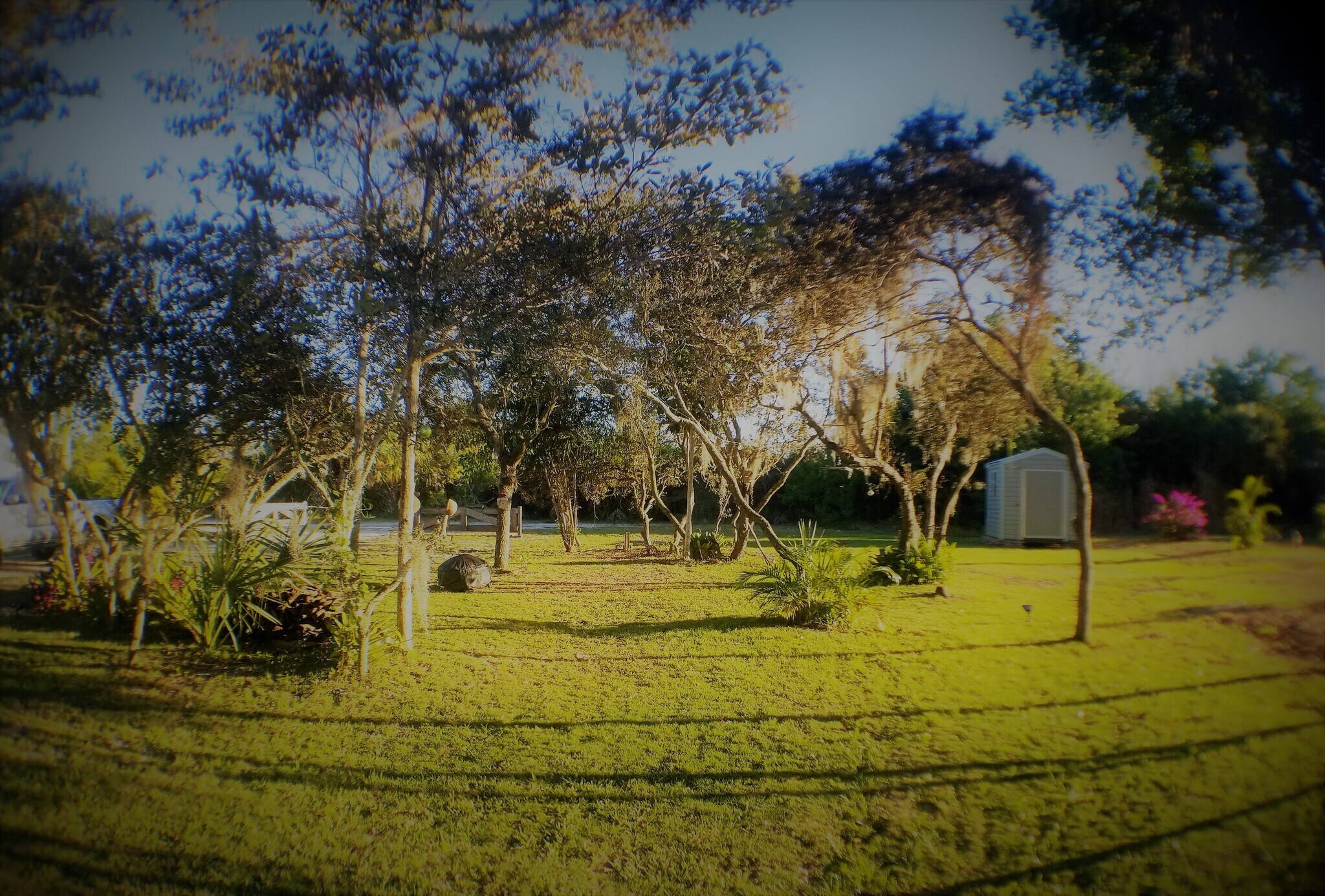 Side yard during the day - 8692 SE Kingsley St