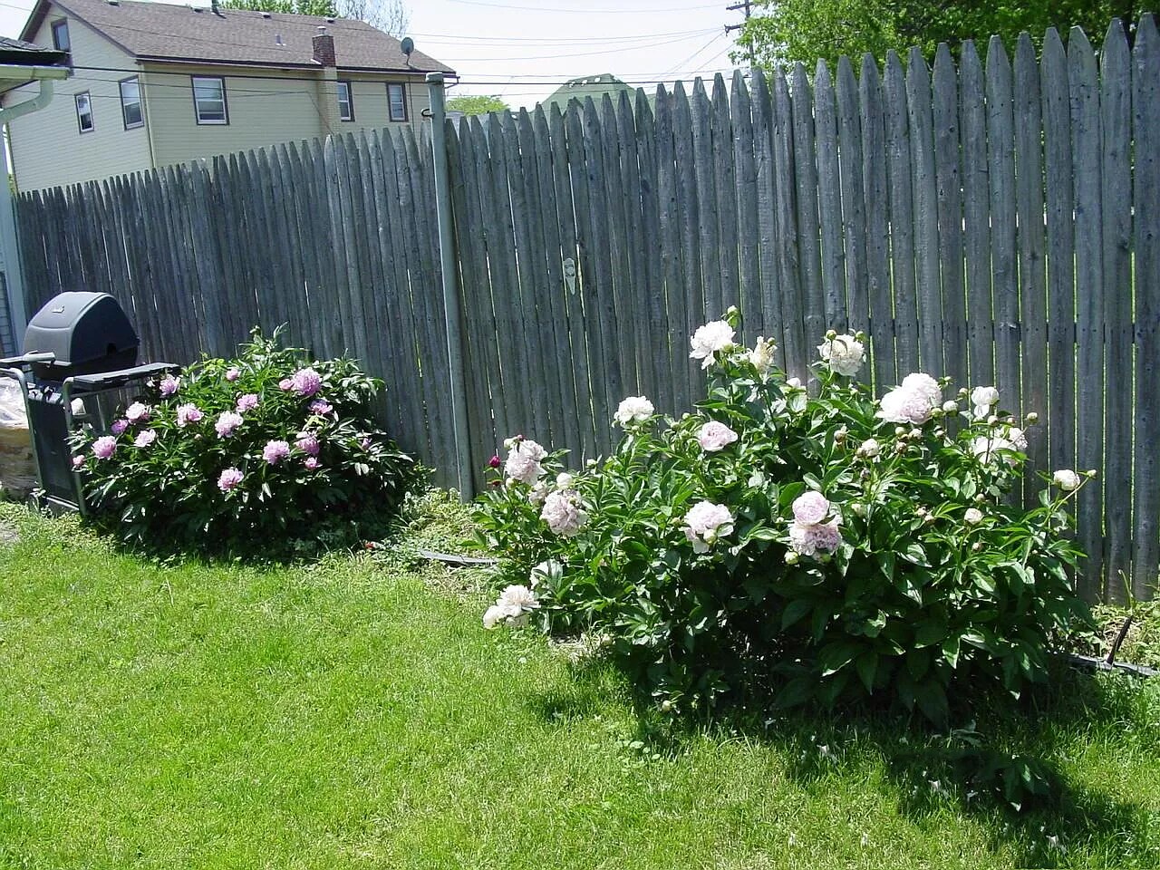 Fragrant Flowering Bushes - 20 N Locust St