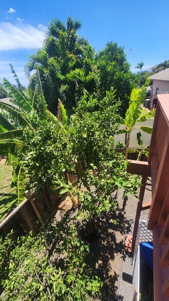 lots of fruit trees - 1874 Kaahele Pl