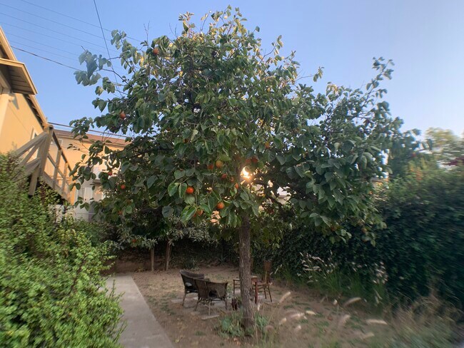 backyard - 1312 S Victoria Ave