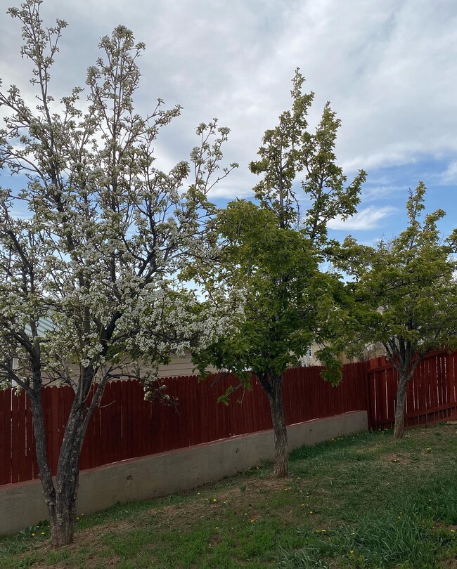 Building Photo - 810 E Saguaro St