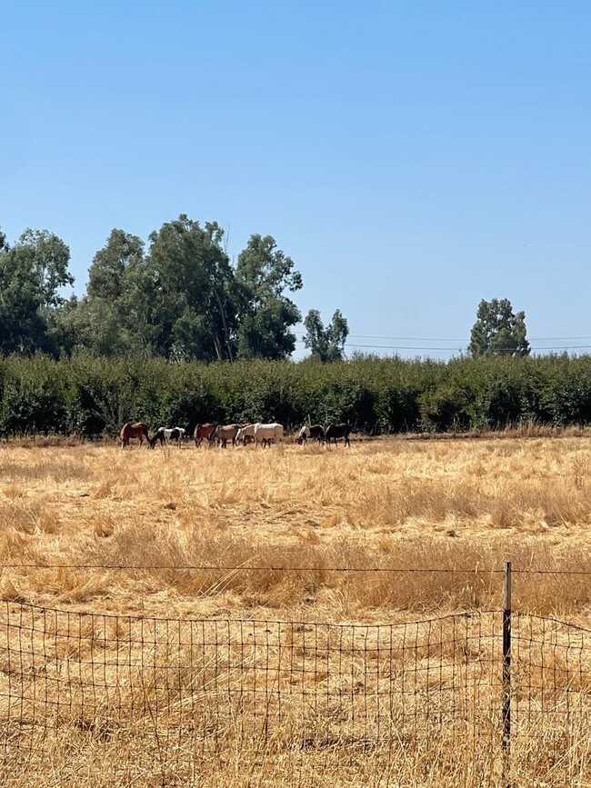 Building Photo - Beautiful New 3/2 Horse Property