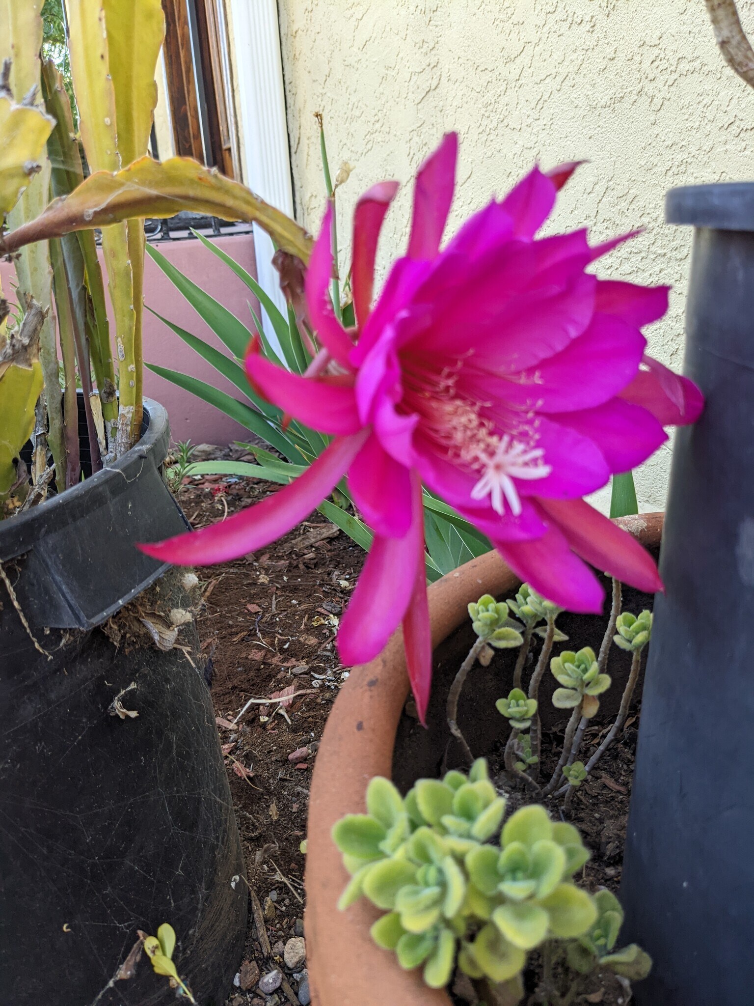 Building Photo - 5762 Olvera Ave