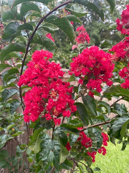 Side Yard - 2665 Orchid Ave