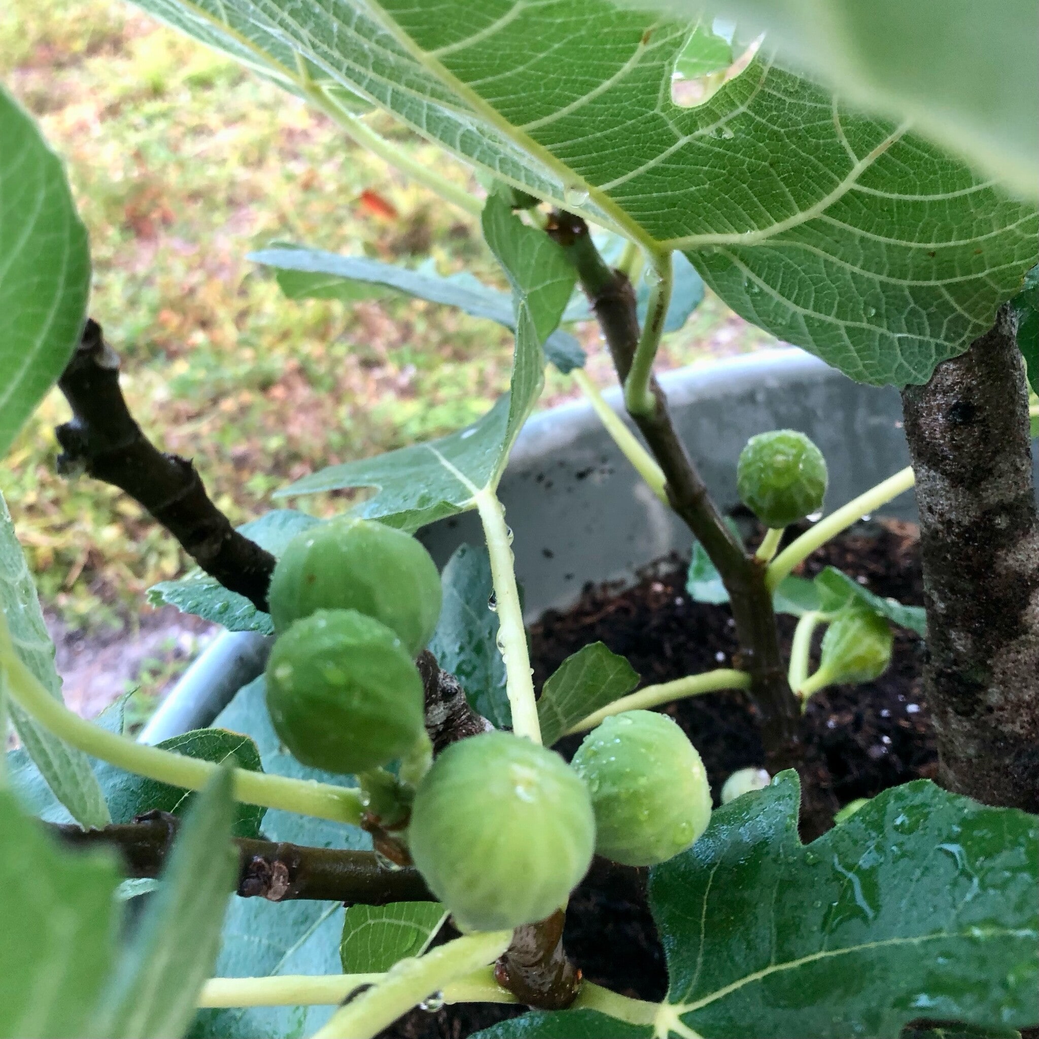 Figs - 1412 NE 2nd Ave