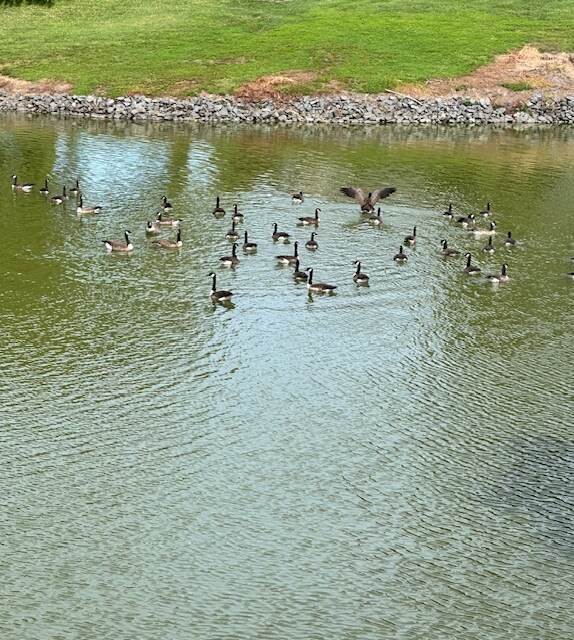 Building Photo - 215 Blackwell Rd