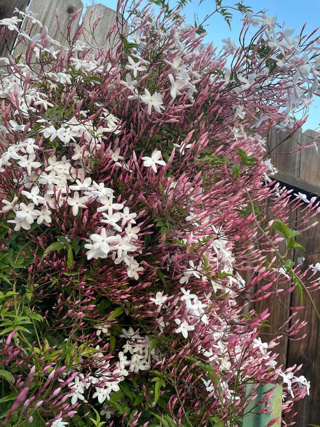 Building Photo - 11310 Pinehaven Ave