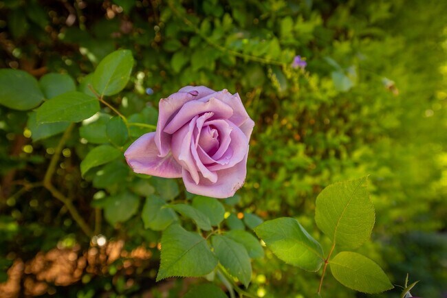 Building Photo - Cozy 2 Bedroom Cottage with Lush Gardens