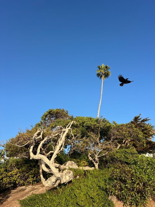 Building Photo - Laguna Beach Cottage Home 2 Bed 1 Bath