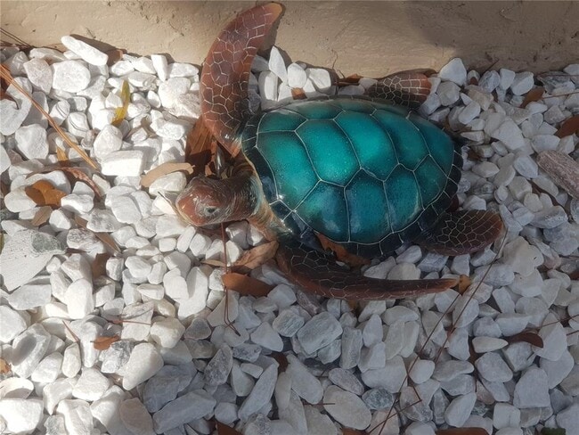 Building Photo - 311 58th Ave E