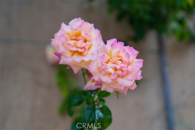 Building Photo - 7307 Lunada Vista