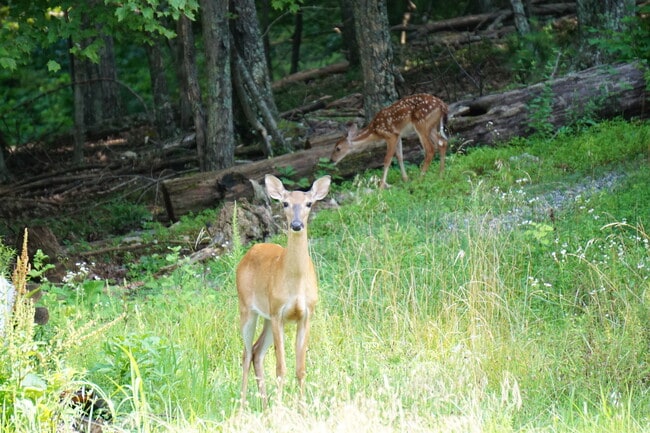 Building Photo - 4211 Yellow Mountain Rd