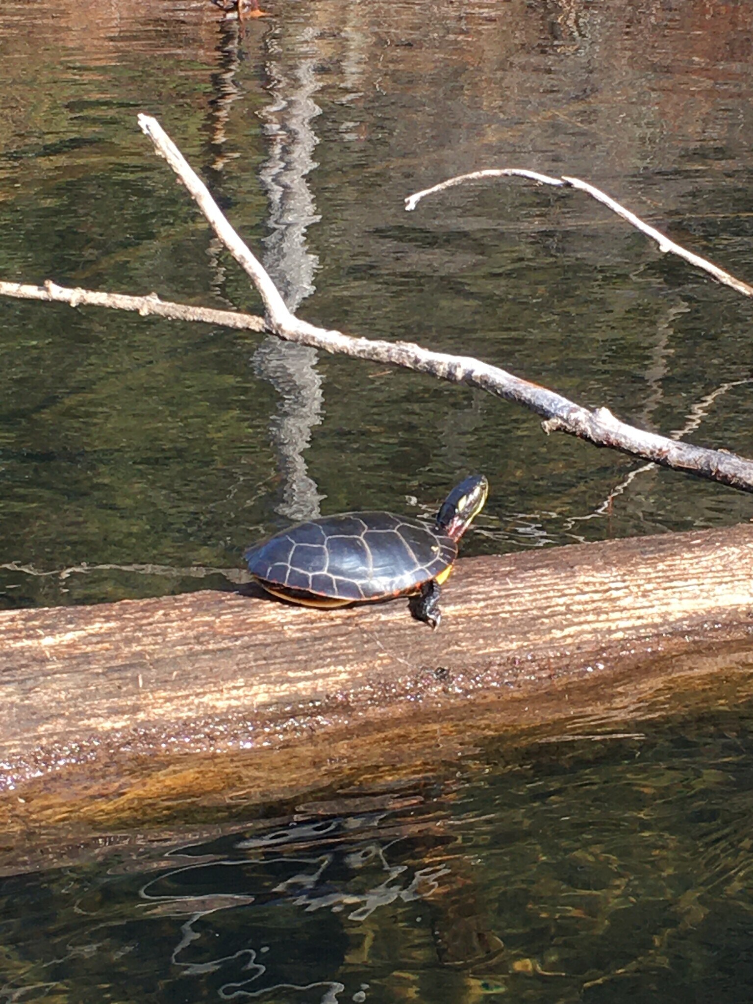 turtles and loons live on the lake - 11 Overlook Ln N